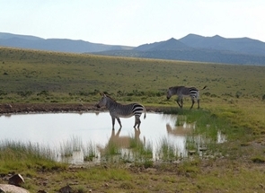 zebras