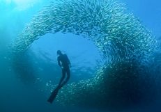 diver