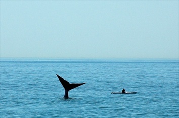 whale