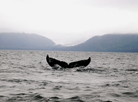 whale
