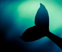whale